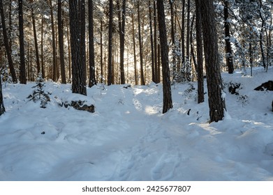 Backlight through trees down to trail in snow