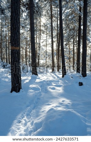 Backlight through trees down to trail in snow