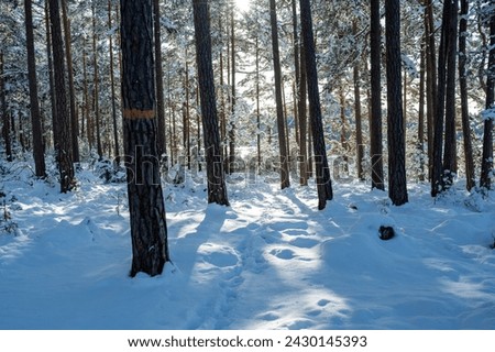 Backlight through trees down to trail in snow