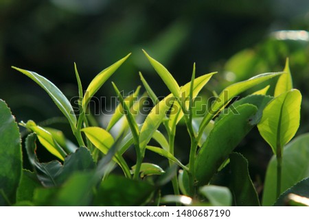 Backlighted selectively focused tea leaves in a plantation in the morning