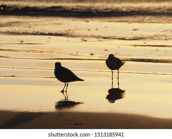 backlighting bird of coast in the beach with a beautiful light