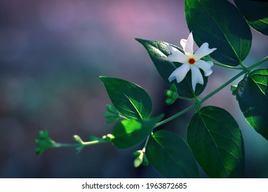 Backlighting on Night Blooming Jasmine Flower and leaves