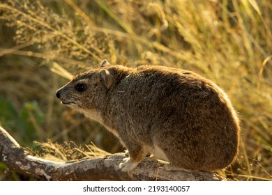 Backlighting Shows The Touch Sensitive, Or Sessile Hairs All Over The Pelage Of A Bush Hyrax. These And Their Equally Sensitive Whiskers Help Them Negotiate Crevasses In Rock Shelters In Pitch Dark