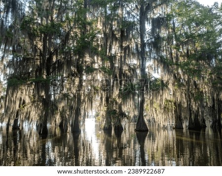 Backlit bald cypress trees in Lake Martin, a bayou swamp, near Breaux Bridge, Louisiana. Stok fotoğraf © 