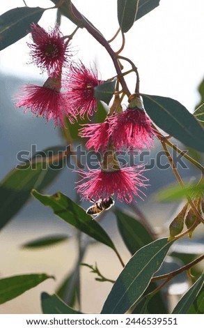 Backlit bee and pink blossoms of the Australian native Mugga or Red Ironbark Eucalyptus sideroxylon, family Myrtaceae, in central west NSW. Small to medium gum tree endemic to dry sclerophyll forest