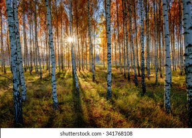 A backlit birch forest captured during a beautiful fall morning, near O?rsundsbro, Sweden.