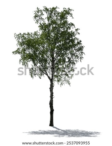 Backlit birch tree in summer isolated on white background