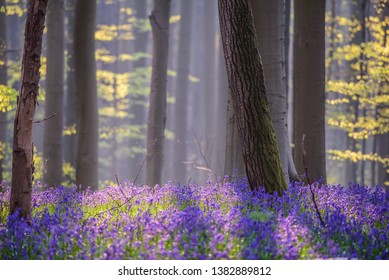 ブルーベル Images Stock Photos Vectors Shutterstock