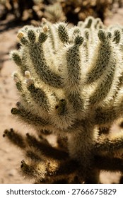 Backlit Cholla Cactus with Sharp Spines in Desert Sunlight