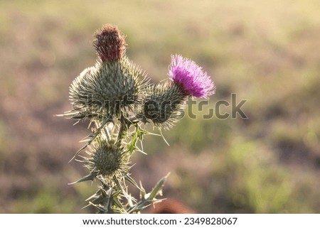 a backlit close up of a purple blooming thistle in the meadow