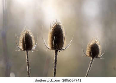 A backlit close up view of wild teasels