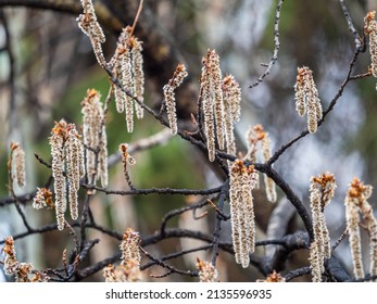 Backlit cluster of female European aspen or Quaking Aspen, Populus tremula, catkins, under the soft spring sun