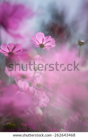 Similar – pink daisy Natur Frühling