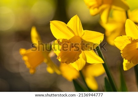 Backlit daffodils, or narcissus, sign of Spring in Britain. Beautiful yellow flowers, Norfolk, UK.