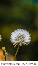 Backlit Dandelion Clock Macro — White Seed Globe, Dark Background, Large Copy Space. Close-up macro of a single intact dandelion seedhead displaying fine radiating white pappus filaments in a complete sphere, individually rim-lit by natural sidelight to reveal structural detail against a smooth near-black bokeh background with dark green undertones.