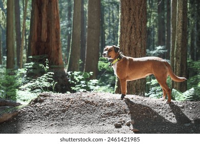 Backlit dog in forest with gps or shock collar and bear bell. Cute dog standing in rainforest, while smelling or looking at something. Forest safety for dogs. Female Harrier mix. Selective focus.