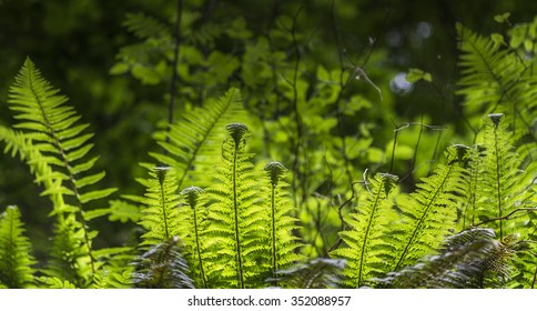 Backlit Ferns ( Pteridium Aquilinum)