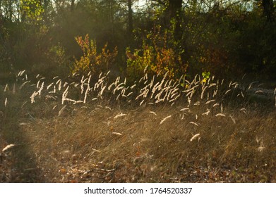 Backlit Field Of Reeds In A Small Forest Near A River On A Late Summer.