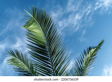 3,209 Blue Back Palm Leaf Images, Stock Photos & Vectors | Shutterstock