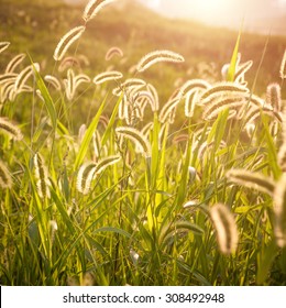 Backlit Green Foxtail