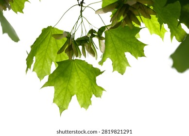 Backlit green maple leaves and clusters of samara seeds hang against a bright clean white background, highlighting translucent veins, fresh spring foliage, natural texture and botanical detail