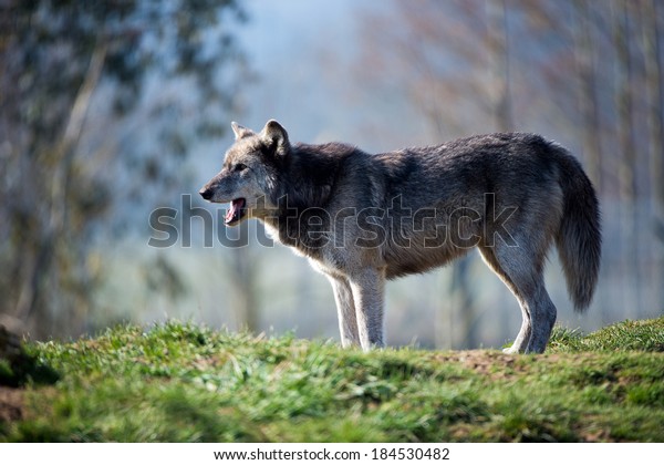 Droll Siberian Husky Dark Grey l2sanpiero