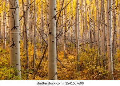 A Backlit Grove Of Quaking Aspen Trees Near The Vail Golf Course In Vail, Colorado.