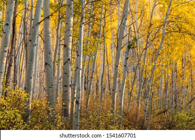 A Backlit Grove Of Quaking Aspen Trees Near The Vail Golf Course In Vail, Colorado.