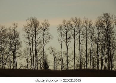 Backlit Hawk Soaring Through The Treeline In Autumn.