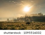 Backlit image of a Bison in the Hayden Valley area of Yellowstone National Park