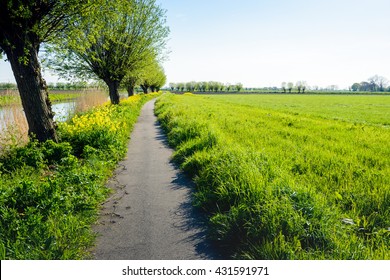 Backlit Image Of A Narrow Bicycle Path Along A Small River. It's A Sunny Day In The Spring Season, The Trees Are Budding And The Yellow Rapeseed Flowers In Abundance.