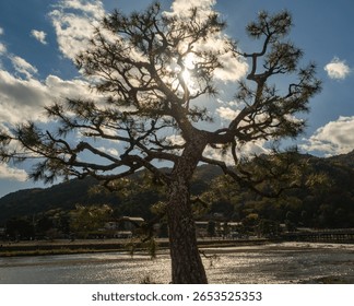 Backlit image of pine tree with branches at riverside area of a Japanese village in cloudy background.