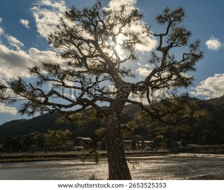 Backlit image of pine tree with branches at riverside area of a Japanese village in cloudy background.