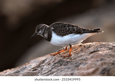 Backlit juvenile ruddy turnstone Arenaria interpres on autumn migration at stop-over, foraging on lichen encrusted rocky shore in the morning. Malta, - Powered by Shutterstock