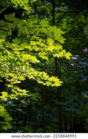 Backlit leaves, Whitewater Memorial State Park, Indiana, USA.