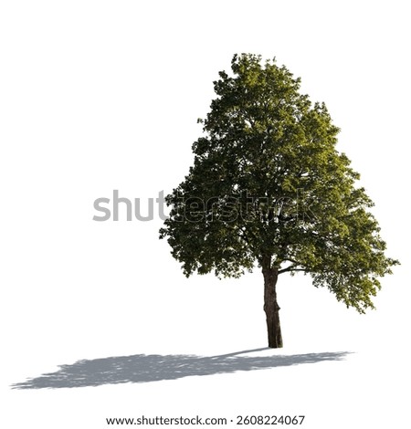 Backlit maple tree isolated on white 
background