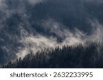 Backlit mist over pine trees on a hillside