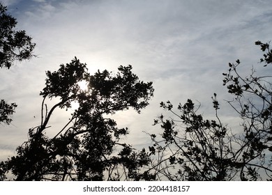 38 614 Sun Behind Trees Images Stock Photos Vectors Shutterstock 38 614 Sun Behind Trees Images Stock Photos Vectors Shutterstock