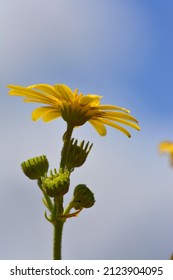 Backlit Osteospermum Daisy In The Cederberg Mountains. 