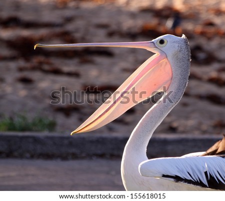 Backlit Pelican with wide open beak