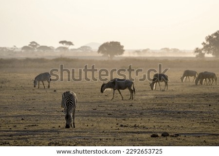 Backlit photo of a dusky dusk scene as a zebra grazes. Wildebeests (defocused) in background as the sun sets in Amboseli National Park