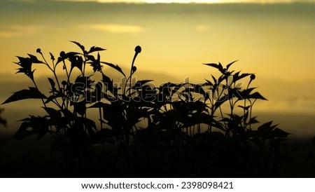 
backlit photography Flower trees and golden sky in the morning