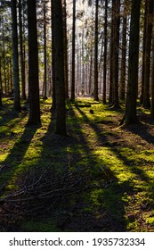 A backlit picture of a pine forest in beautiful early morning light. Green moss on the ground. Picture from Eslov, Sweden