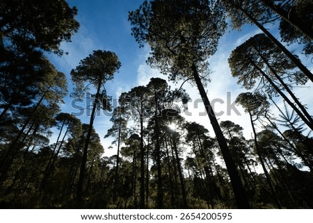 Backlit pine forest canopy with blue and cloudy skies