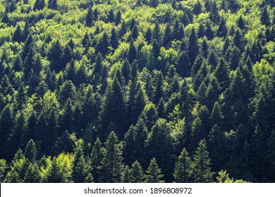 Backlit Pine Tree Forest In Fall