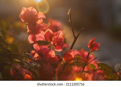 Backlit of pink Bougainvillea under the sunset.