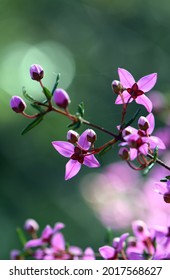 Backlit pink flowers of Australian native Boronia ledifolia, family Rutaceae. Growing in Sydney woodland, NSW, Australia. Also known as the Showy, Sydney or Ledum Boronia. Winter to spring flowering