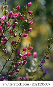 Backlit pink flowers and buds of Australian native Boronia ledifolia, family Rutaceae. Growing in Sydney woodland, NSW, Australia. Known as the Showy, Sydney or Ledum Boronia. Winter to spring flowers