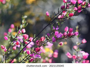 Backlit pink flowers and buds of Australian native Boronia ledifolia, family Rutaceae. Growing in Sydney woodland, NSW, Australia. Known as the Showy, Sydney or Ledum Boronia. Winter to spring flowers