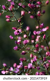 Backlit pink flowers and buds of Australian native Boronia ledifolia, family Rutaceae. Growing in Sydney woodland, NSW, Australia. Known as the Showy, Sydney or Ledum Boronia. Flowers winter to spring